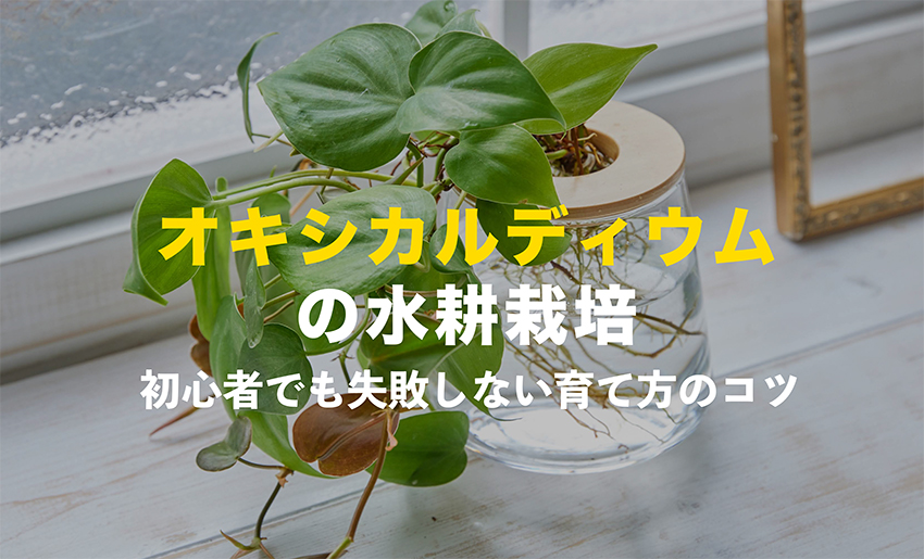 オキシカルディウムの水耕栽培