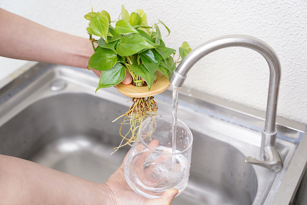 水耕栽培のオキシカルディウムに水を入れている様子