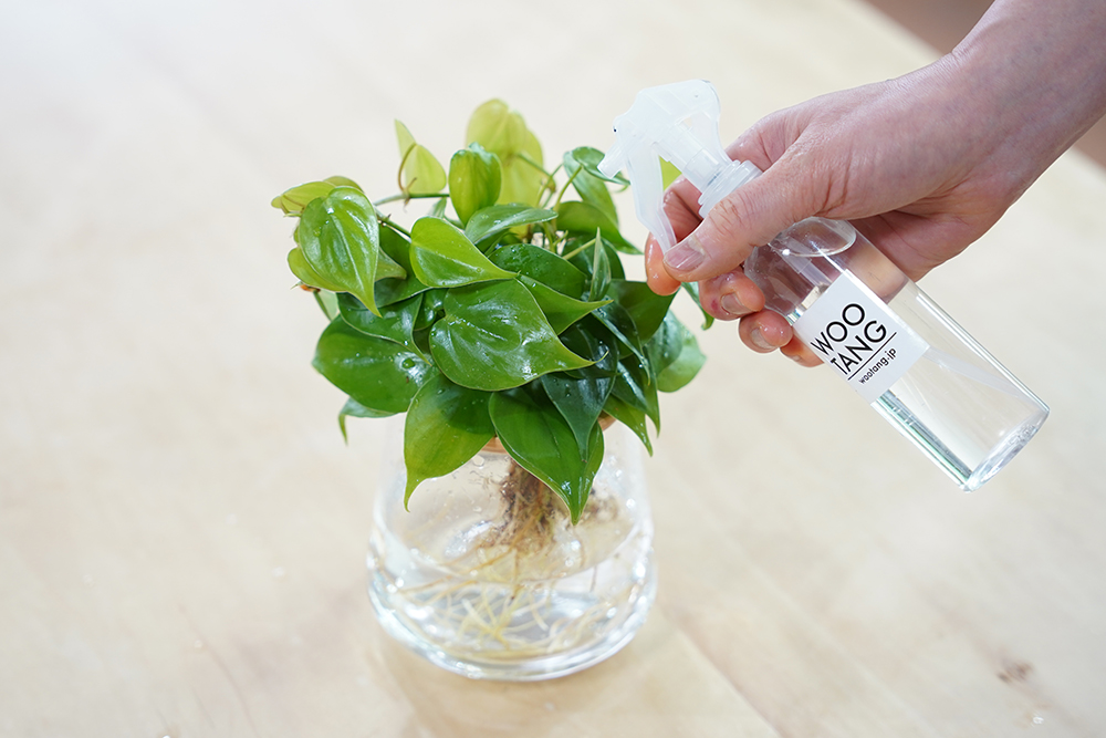 水耕栽培のオキシカルディウムに葉水をしている様子