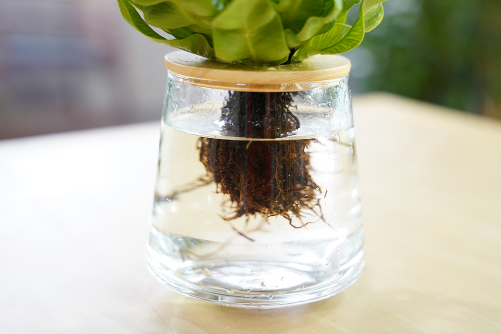 水耕栽培のアスプレニウムの水の適量