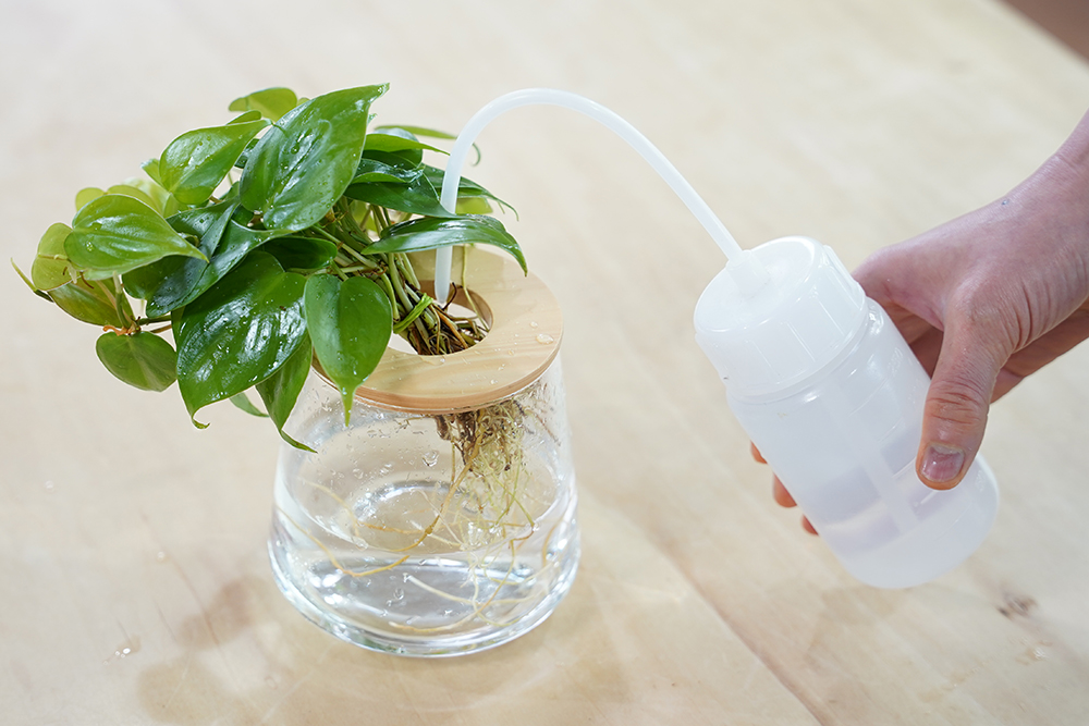 水耕栽培のオキシカルディウムに水を足している様子