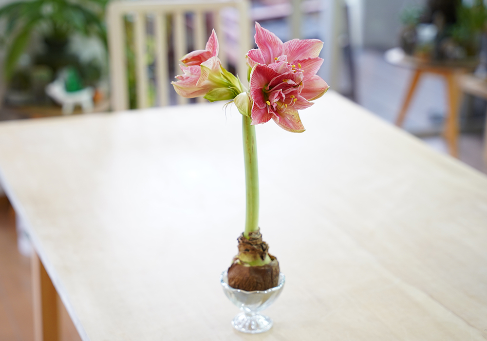 マジックアマリリスの花