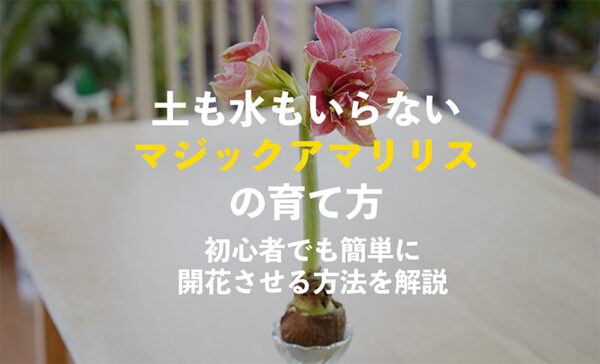 マジックアマリリスの育て方