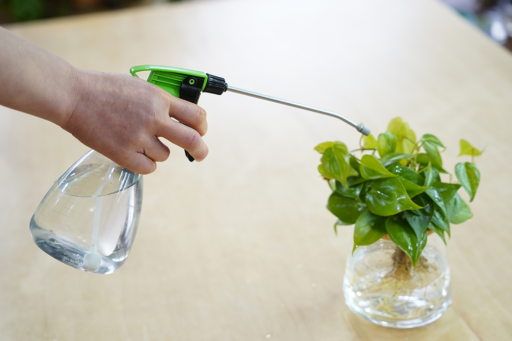 水耕栽培のオキシカルディウムに肥料を葉面散布している様子