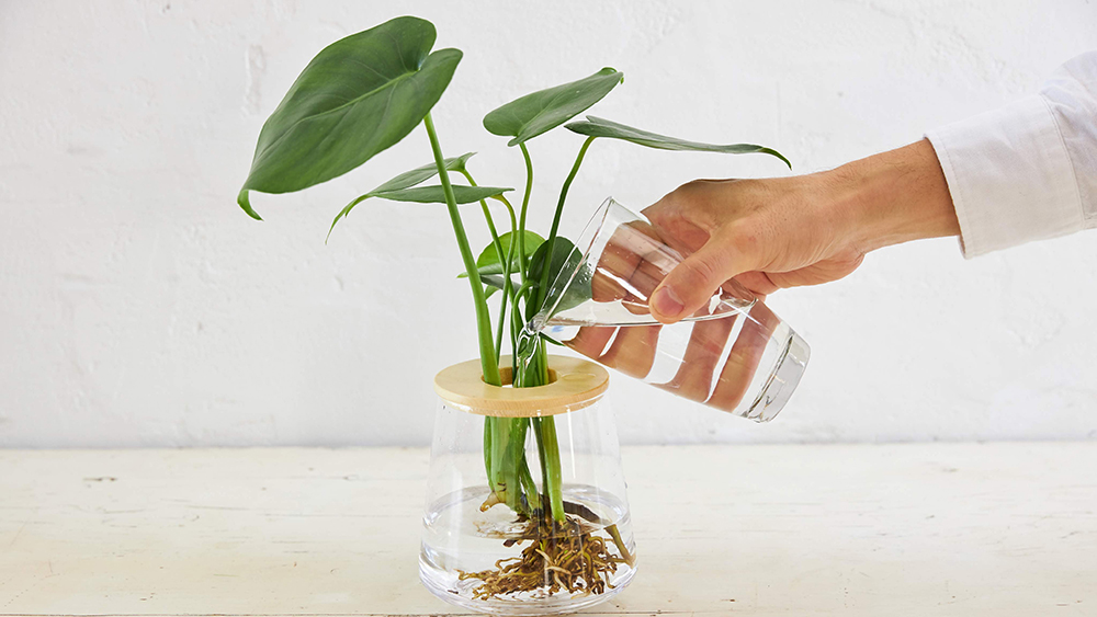 水耕栽培の観葉植物に水やりをしている様子