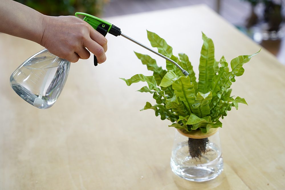 水耕栽培のアスプレニウムに肥料を葉面散布している様子