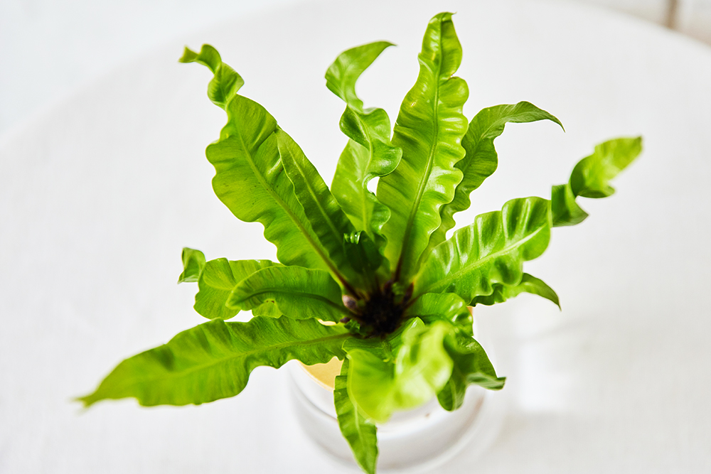 水耕栽培のアスプレニウム