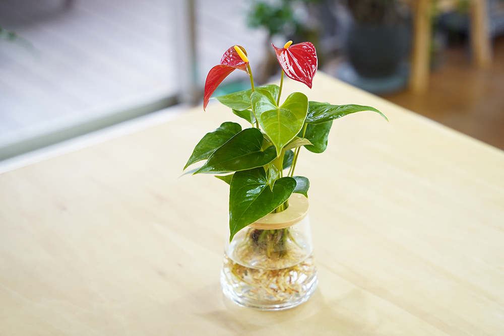 アンスリウムの置き場所