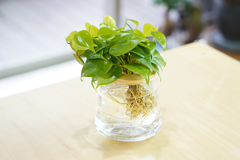 水耕栽培のオキシカルディウム