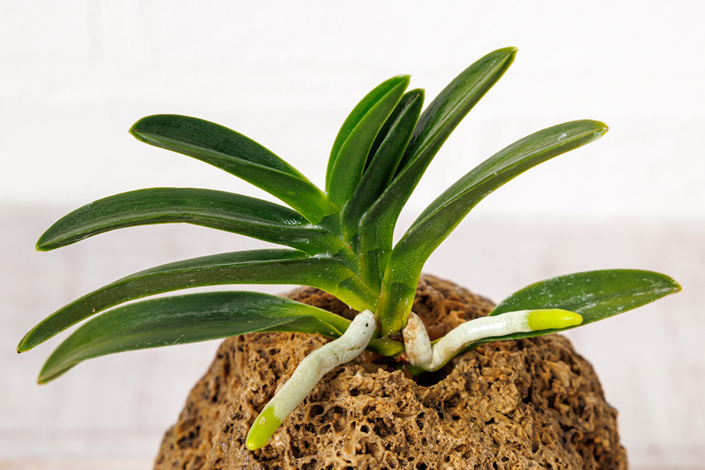 富貴蘭 フウキラン