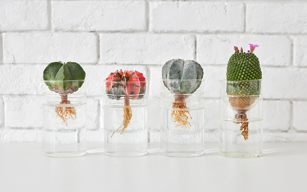 サボテンの水耕栽培