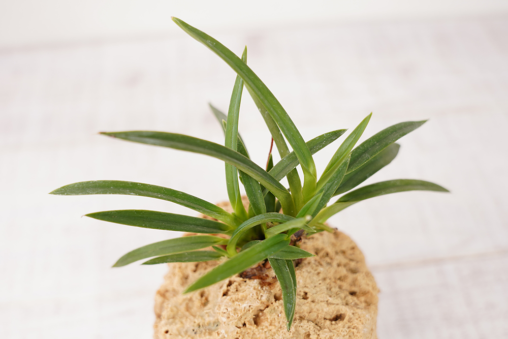 富貴蘭,フウキラン