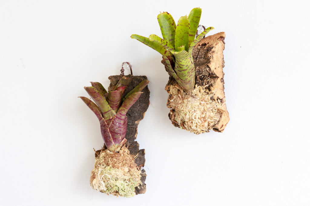 ネオレゲリア(ブロメリア)