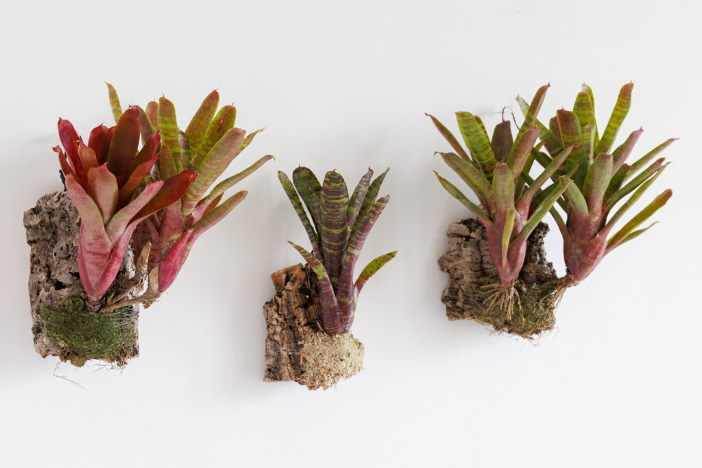 ネオレゲリア(ブロメリア)