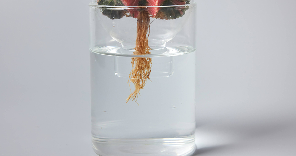 アストロフィツムの水の量