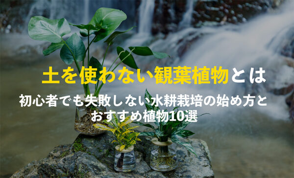 土を使わない観葉植物