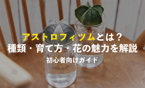 アストロフィツムとは