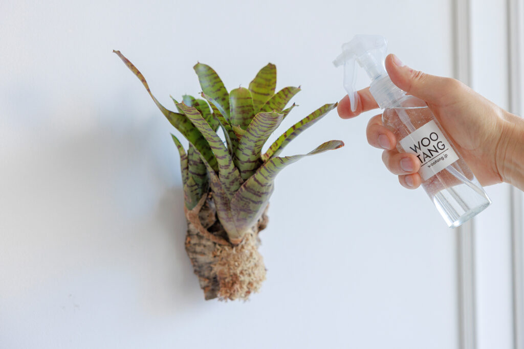 ネオレゲリアに霧吹きで水やりをしている様子