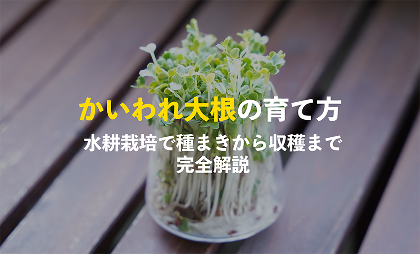 かいわれ大根の育て方
