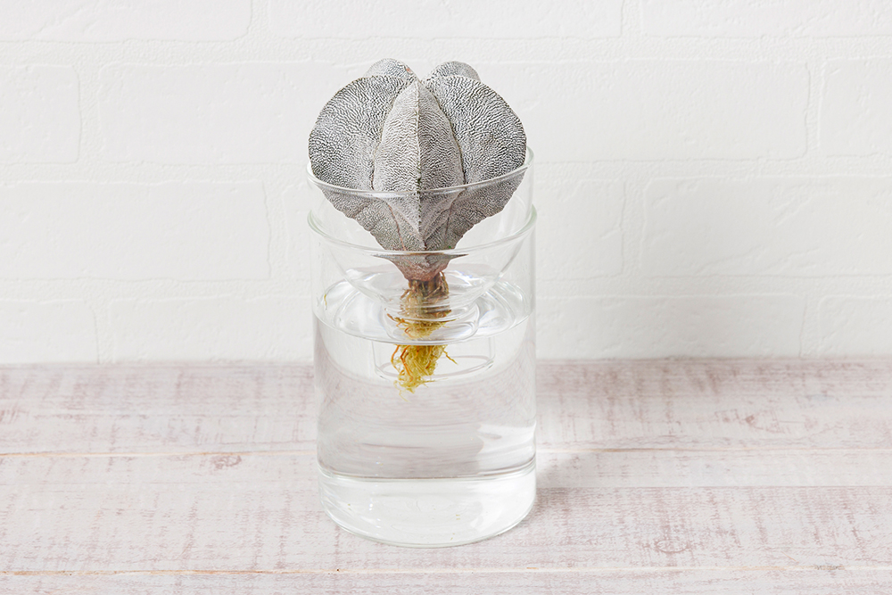 アストロフィツム恩塚ランポー