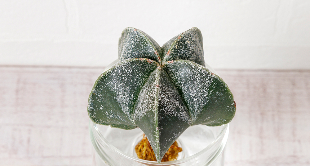 アストロフィツム