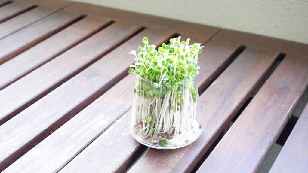 緑化したかいわれ大根