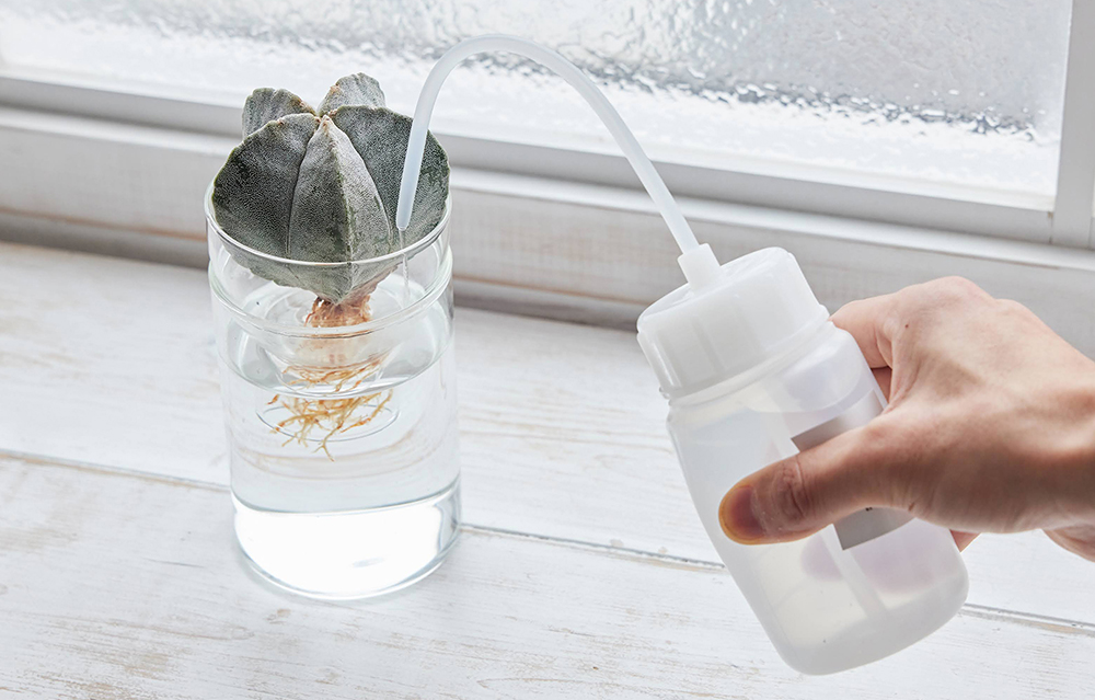 アストロフィツムの水やり