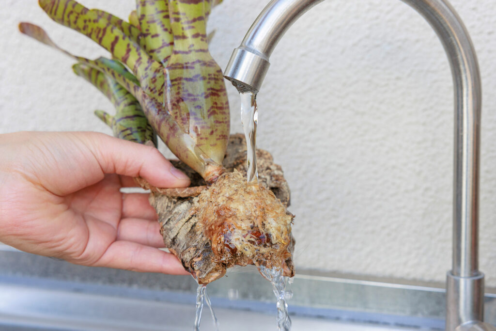 ネオレゲリアの水やり