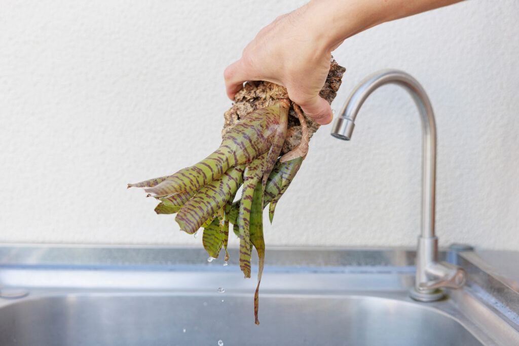 ネオレゲリアの水を切る