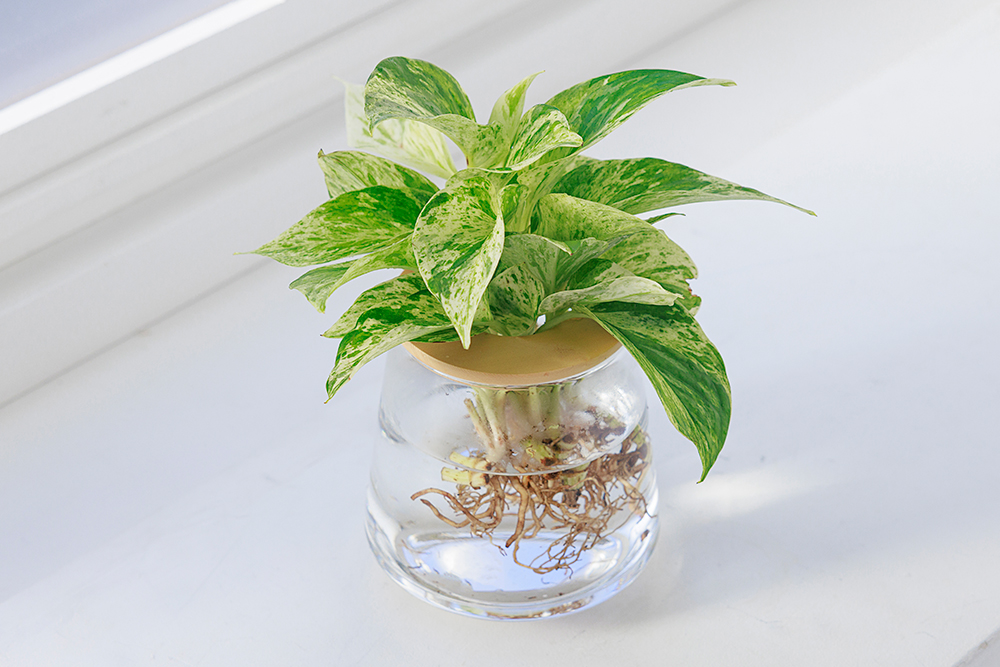 ポトスの水耕栽培