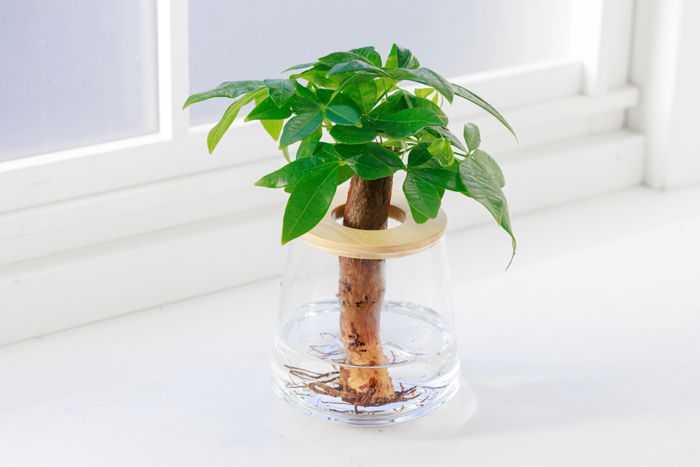 パキラの水耕栽培