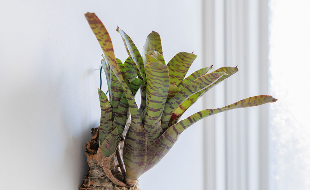 ネオレゲリア(ブロメリア)