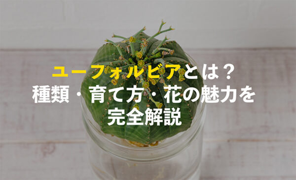 ユーフォルビアとは