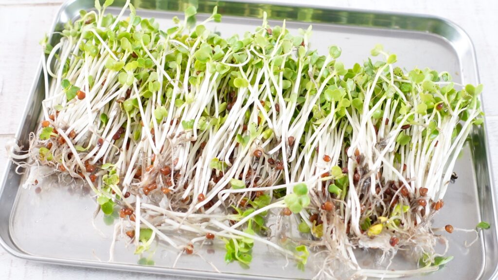 収穫した水耕栽培のかいわれ大根