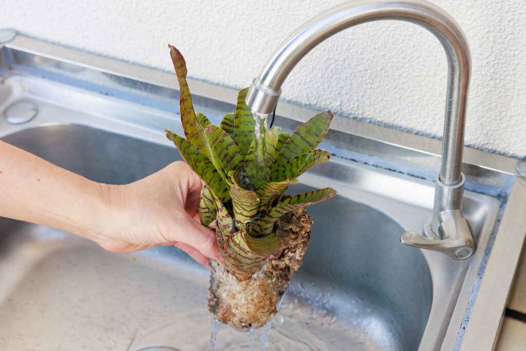 ネオレゲリアの水やり