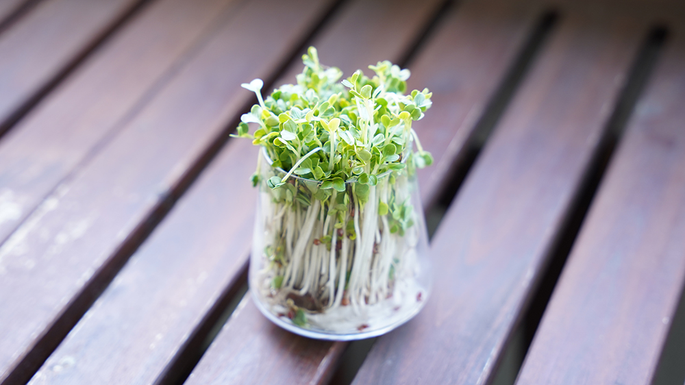 かいわれ大根の水耕栽培