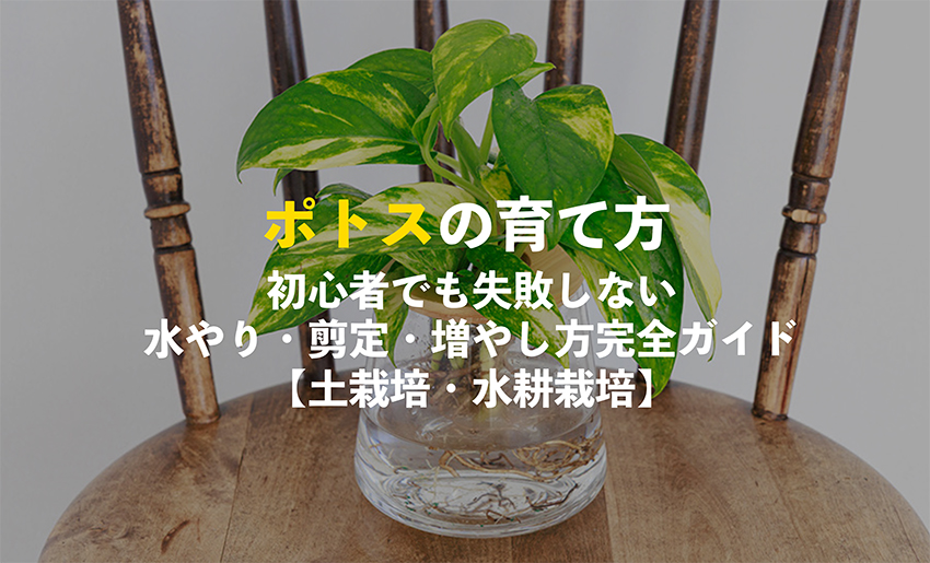 ポトスの育て方