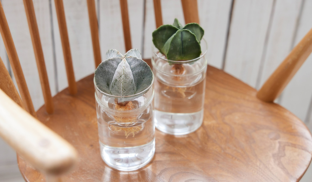 アストロフィツムの水耕栽培