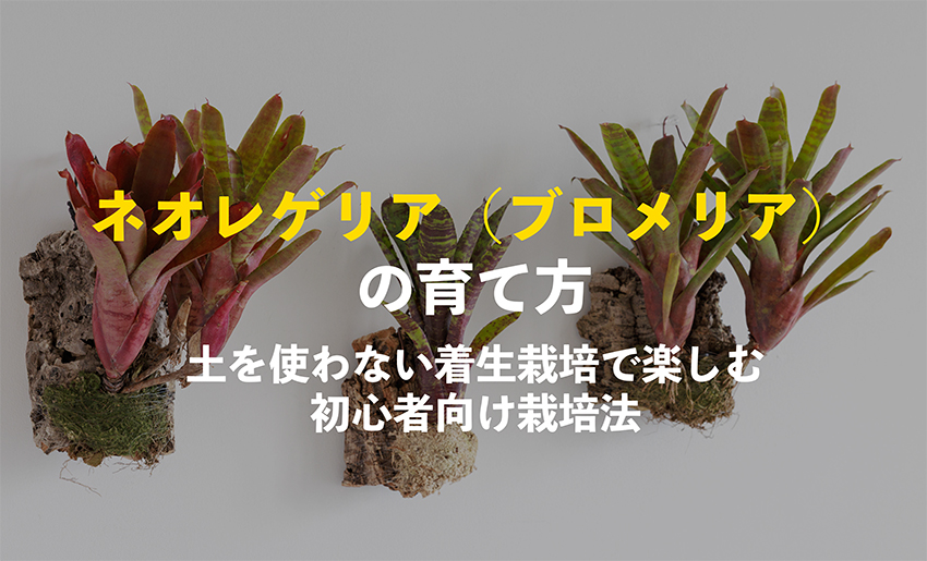 ネオレゲリアの育て方