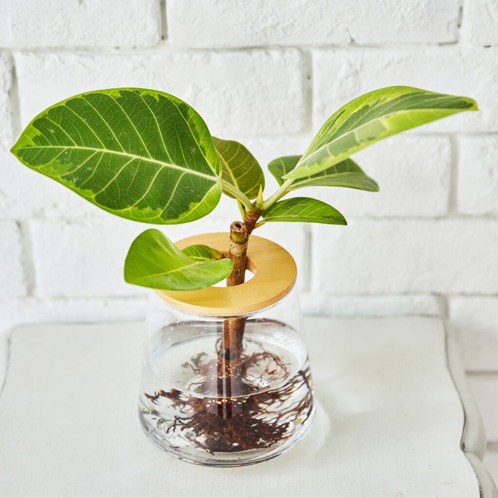 フィカスの水耕栽培
