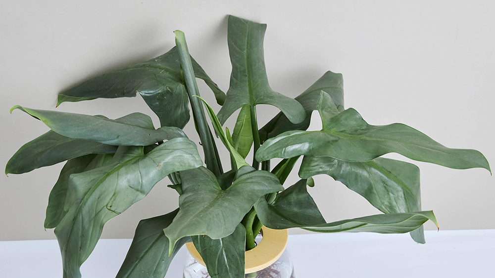 フロデンドロンシルバーメタル