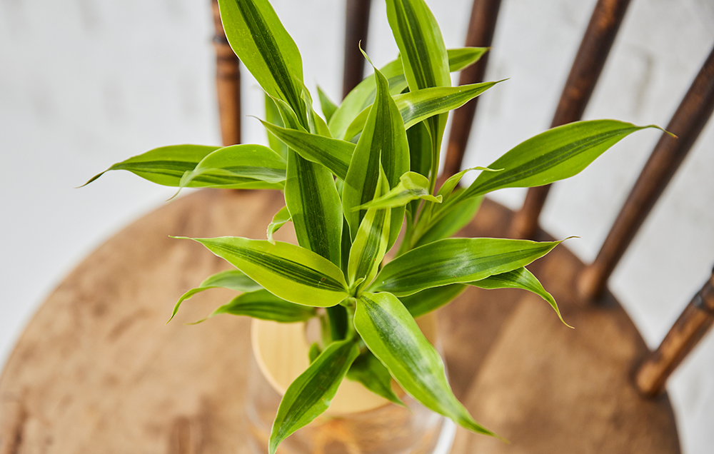 ドラセナの育て方