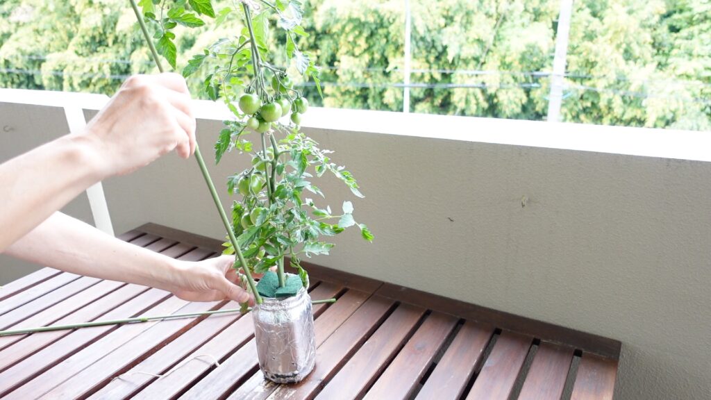水耕栽培のミニトマトに支柱を追加する