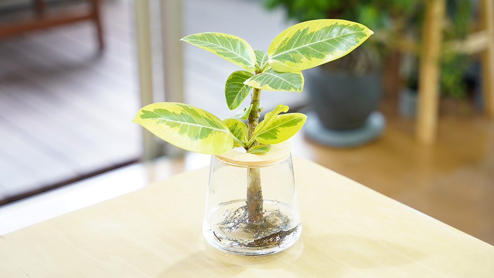 フィカスの置き場所