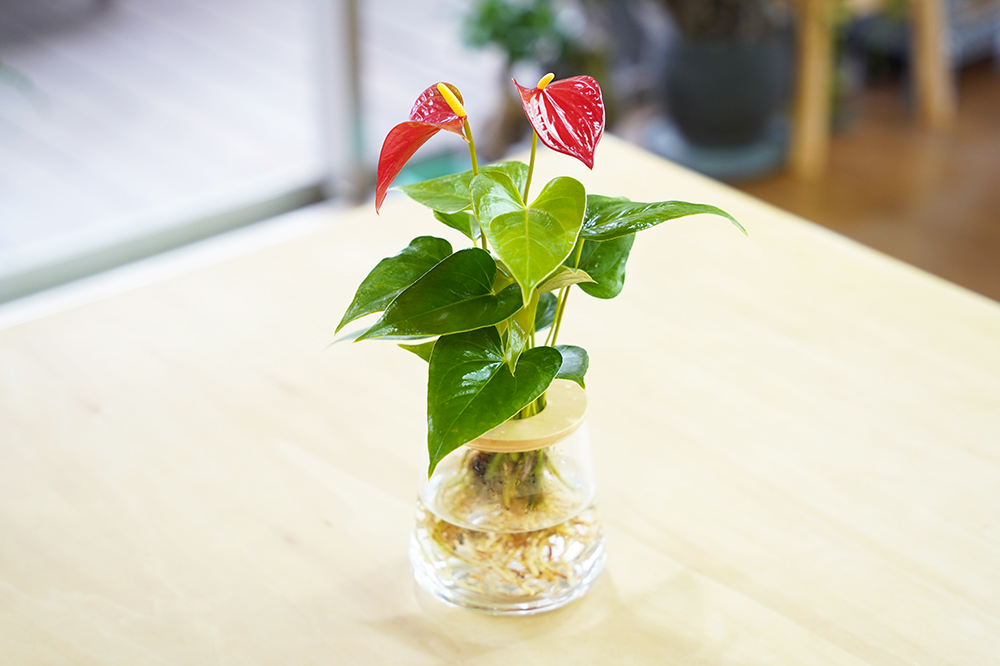 アンスリウムの置き場所