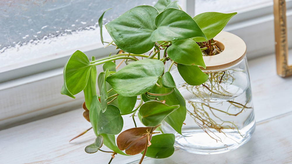 フィロデンドロンオキシカルディウム