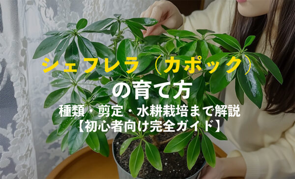 シェフレラの育て方