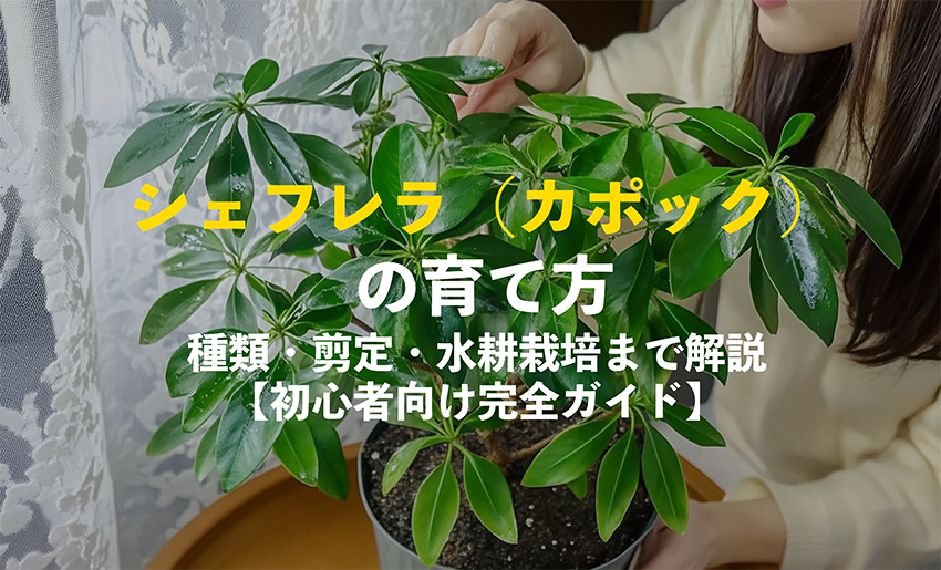 シェフレラの育て方