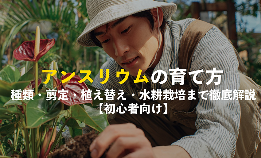 アンスリウムの育て方