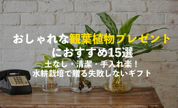 観葉植物のプレゼントにおすすめの植物